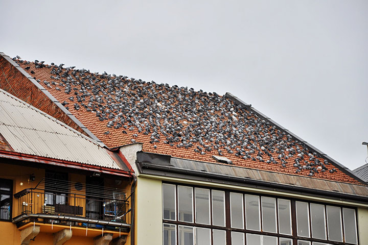 A2B Pest Control are able to install spikes to deter birds from roofs in Hampstead Garden Suburb. 