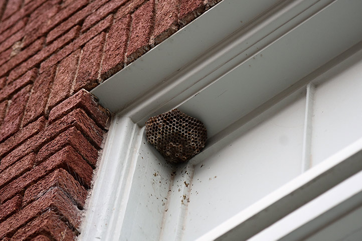 We provide a wasp nest removal service for domestic and commercial properties in Hampstead Garden Suburb.